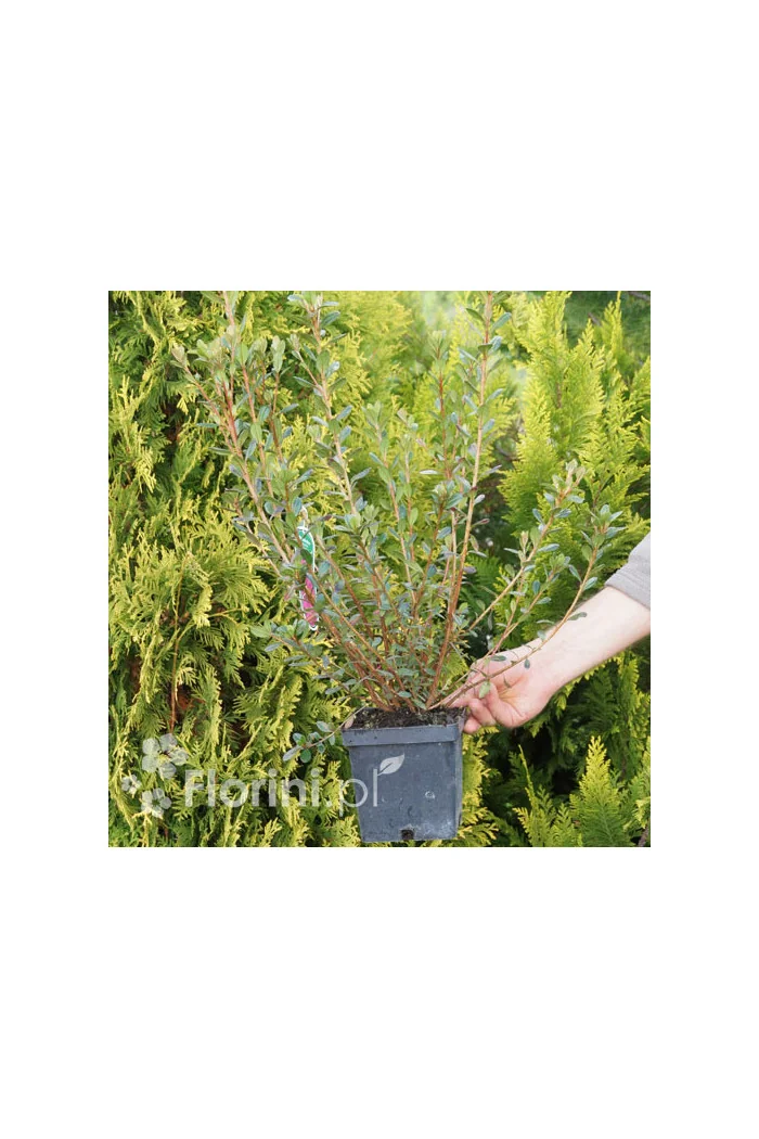 Azalia japońska 'Amoena' Rhododendron obtusum