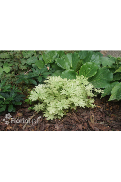 Bodziszek żałobny 'Margaret Wilson' Geranium phaeum