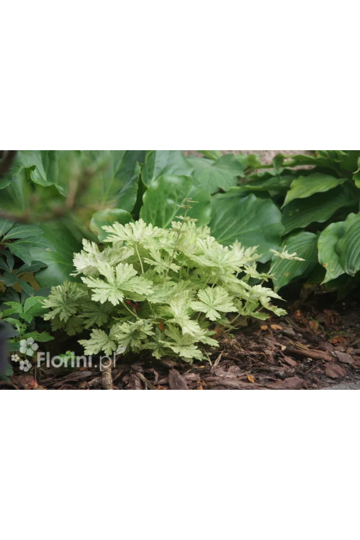 Bodziszek żałobny 'Margaret Wilson' Geranium phaeum