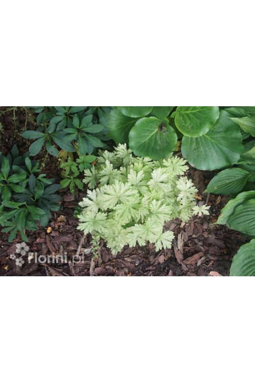 Bodziszek żałobny 'Margaret Wilson' Geranium phaeum