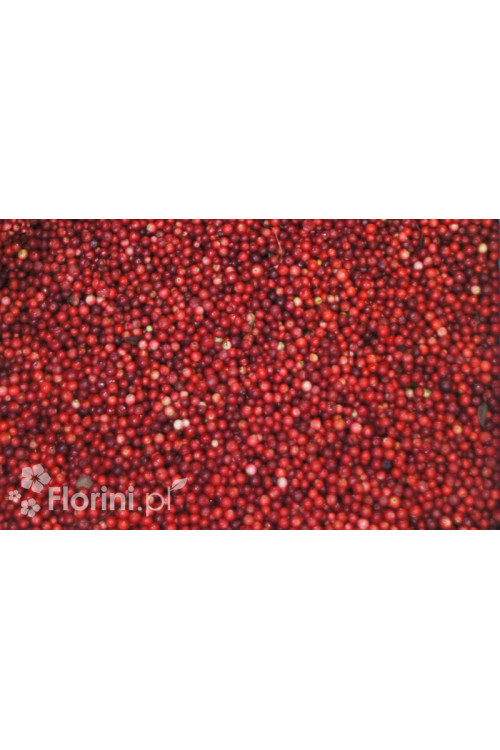 Borówka brusznica 'Koralle' Vaccinium vitis-idaea