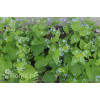 Brunnera wielkolistna | Brunnera macrophylla