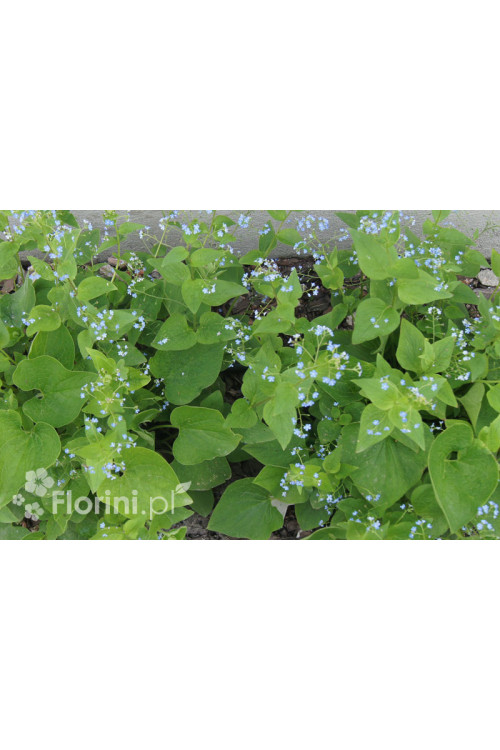 Brunnera wielkolistna | Brunnera macrophylla