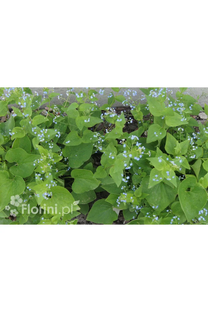 Brunnera wielkolistna | Brunnera macrophylla