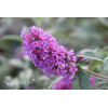 budleja, budleja border beautyl, Buddleja