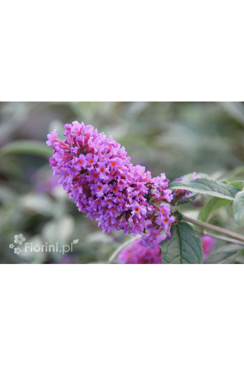 budleja, budleja border beautyl, Buddleja