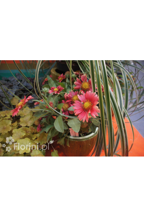 gailardia, gailardia burgunder, gaillardia