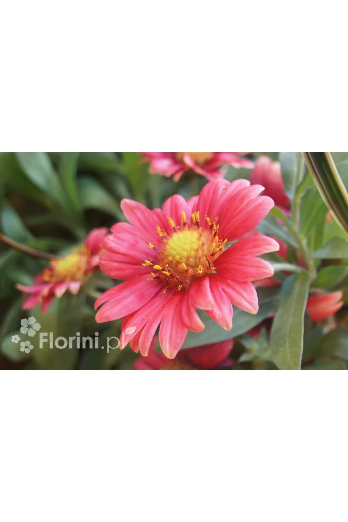 gailardia, gailardia burgunder, gaillardia