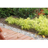 Hakonechloa 'All Gold' | Hakonechloa macra
