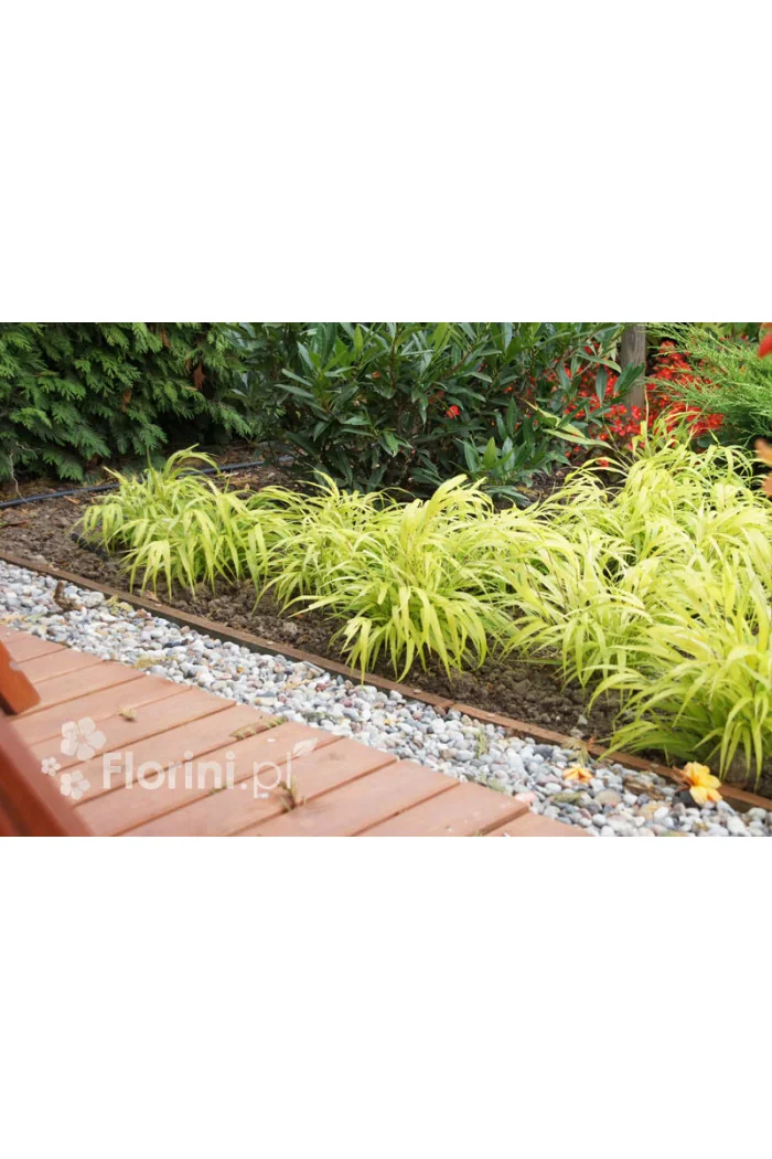 Hakonechloa 'All Gold' | Hakonechloa macra