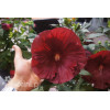 Hibiskus 'Cranberry Crush' Hibiscus