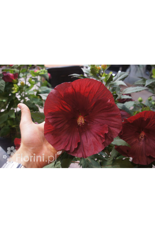 Hibiskus 'Cranberry Crush' Hibiscus