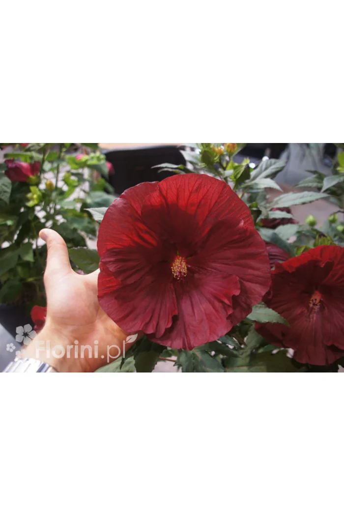 Hibiskus 'Cranberry Crush' Hibiscus