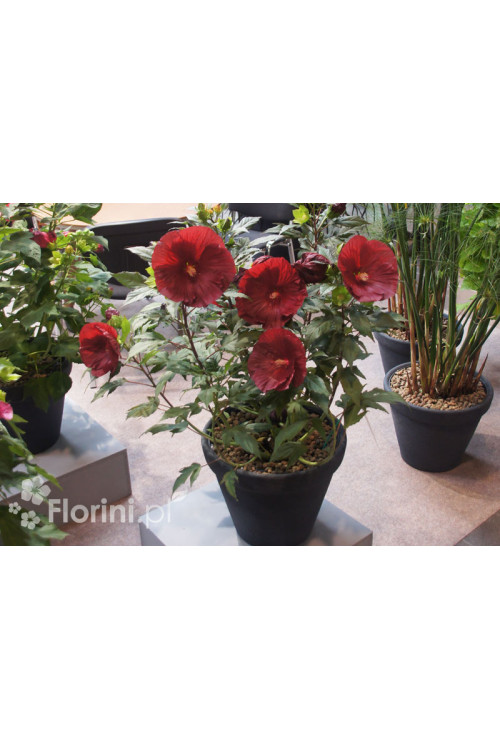 Hibiskus 'Cranberry Crush' Hibiscus