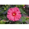 Hibiskus 'Jazzberry Jam' Hibiscus