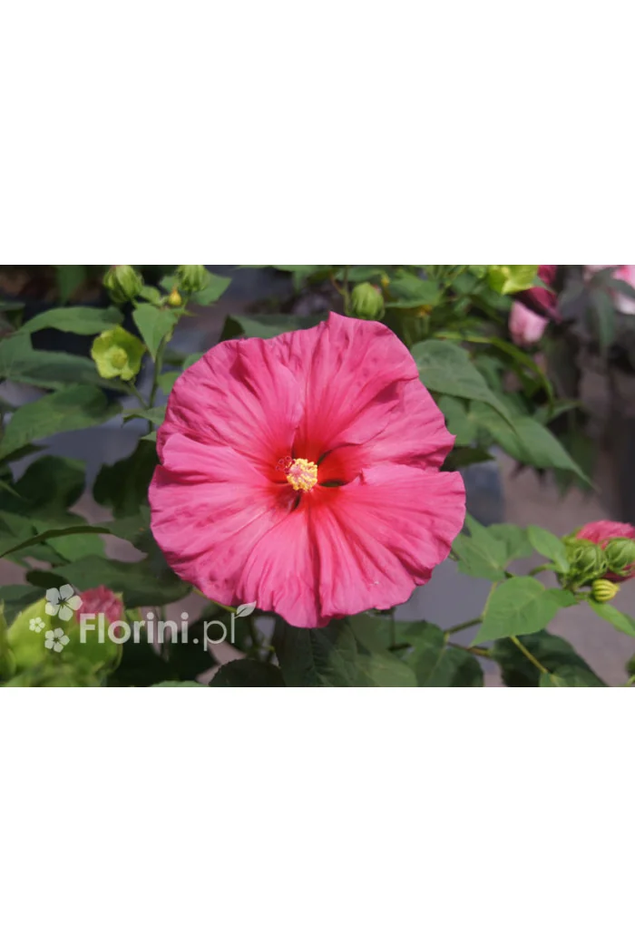 Hibiskus 'Jazzberry Jam' Hibiscus