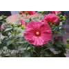 Hibiskus 'Jazzberry Jam' Hibiscus