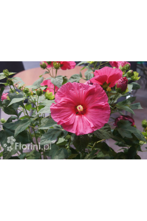 Hibiskus 'Jazzberry Jam' Hibiscus