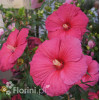 Hibiskus 'Jazzberry Jam' Hibiscus