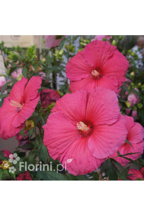 Hibiskus 'Jazzberry Jam' Hibiscus