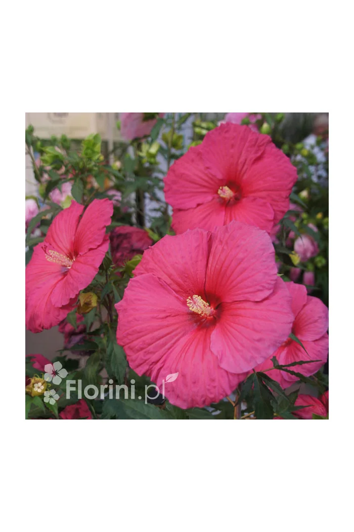 Hibiskus 'Jazzberry Jam' Hibiscus