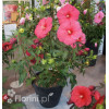 Hibiskus 'Jazzberry Jam' Hibiscus