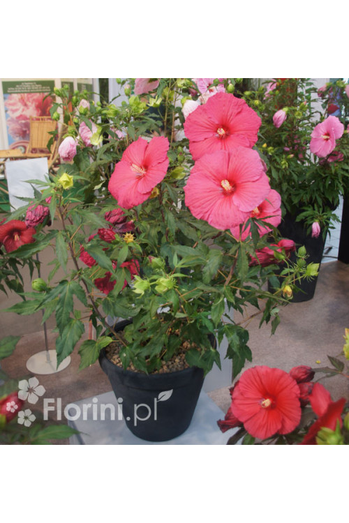 Hibiskus 'Jazzberry Jam' Hibiscus