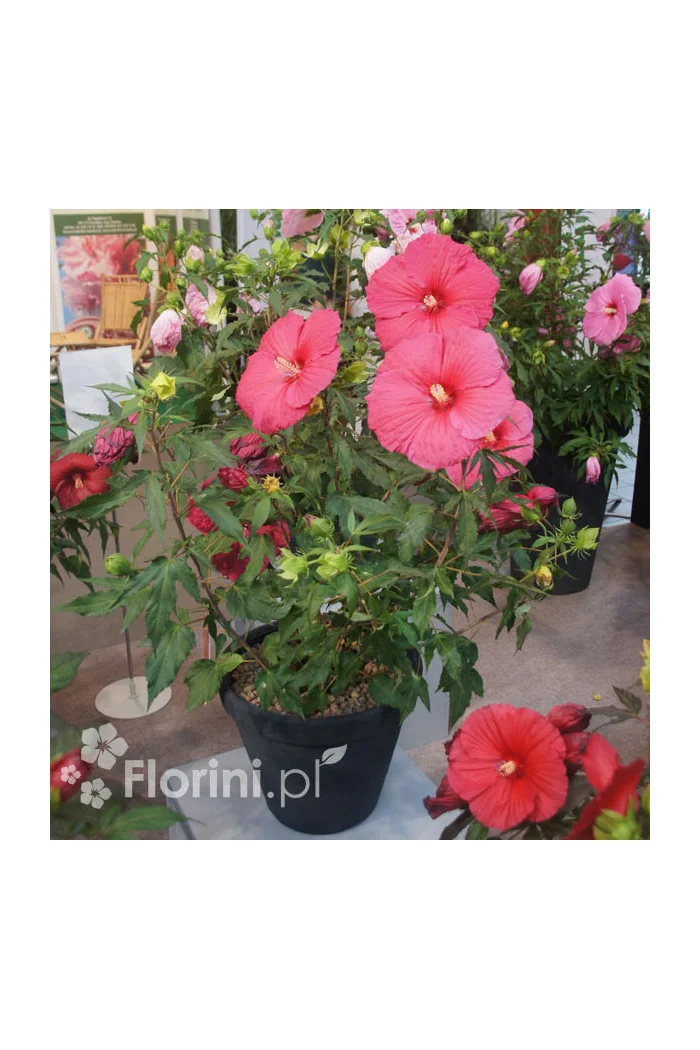 Hibiskus 'Jazzberry Jam' Hibiscus