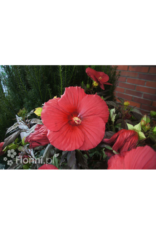 Hibiskus 'Midnight Marvel' Hibiscus