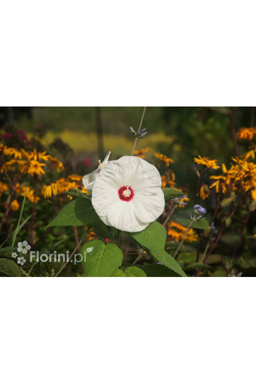 Hibiskus 'Old Yella' Hibiscus