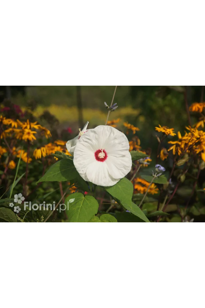 Hibiskus 'Old Yella' Hibiscus