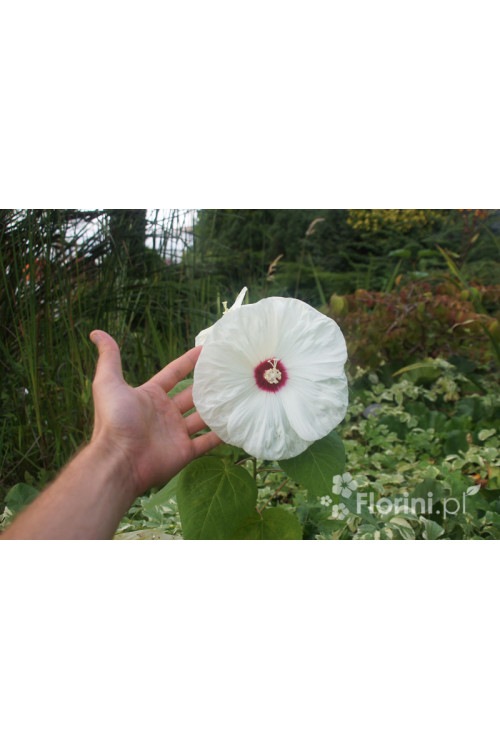Hibiskus 'Old Yella' Hibiscus