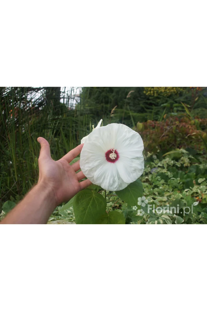 Hibiskus 'Old Yella' Hibiscus