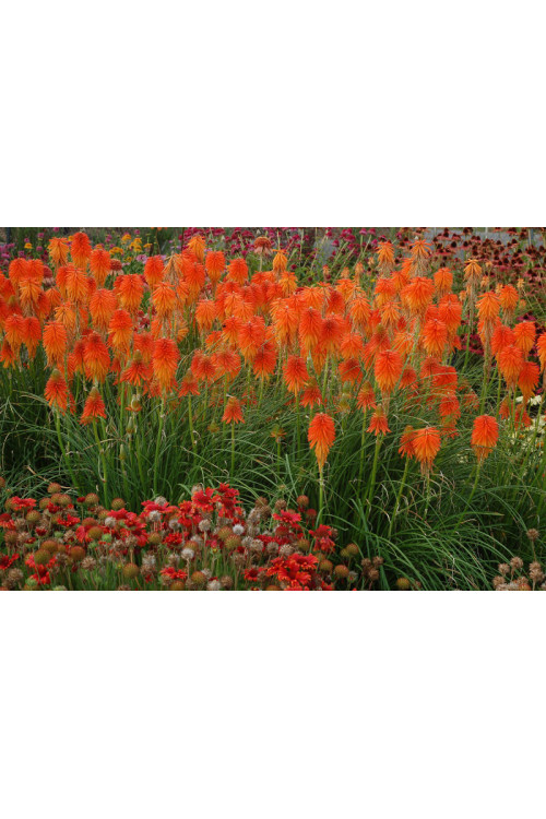 trytoma, trytoma Papaya Popscide, Kniphofia