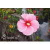 Hibiskus 'Summer Storm' Hibiscus