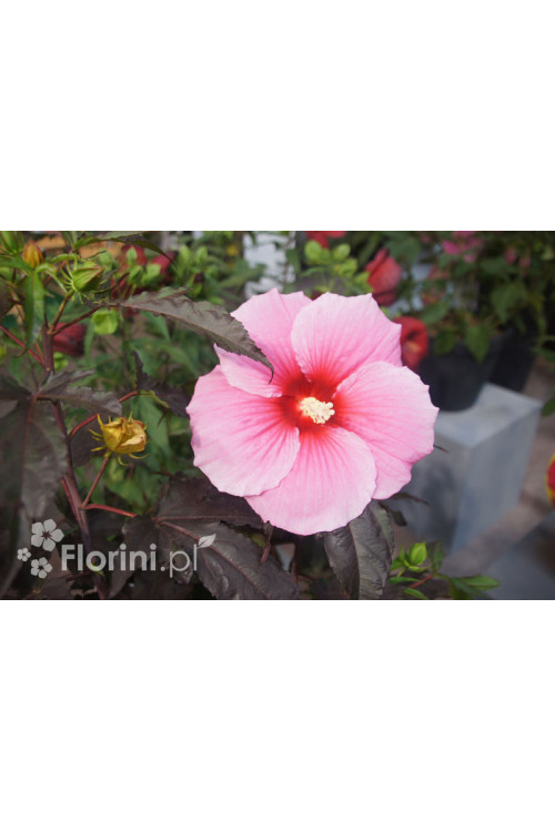 Hibiskus 'Summer Storm' Hibiscus