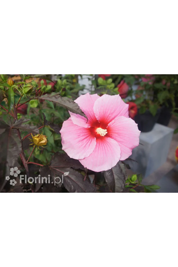 Hibiskus 'Summer Storm' Hibiscus