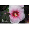 Hibiskus 'Summer Storm' Hibiscus