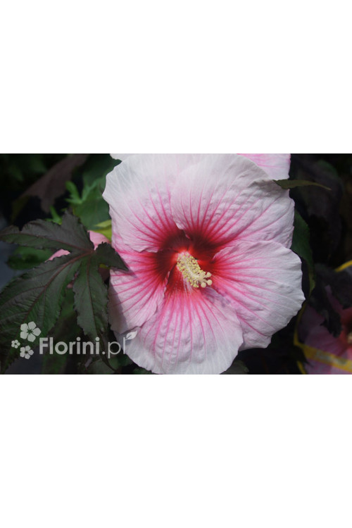 Hibiskus 'Summer Storm' Hibiscus