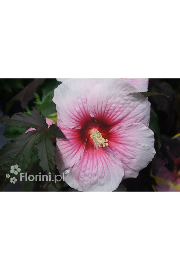 Hibiskus 'Summer Storm' Hibiscus