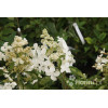 Hortensja wiechowata 'LE VASTERIVAL Great Star' | Hydrangea paniculata