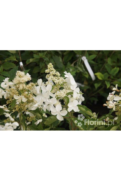 Hortensja wiechowata 'LE VASTERIVAL Great Star' | Hydrangea paniculata