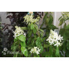 Hortensja wiechowata 'LE VASTERIVAL Great Star' | Hydrangea paniculata