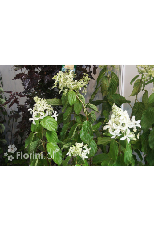 Hortensja wiechowata 'LE VASTERIVAL Great Star' | Hydrangea paniculata