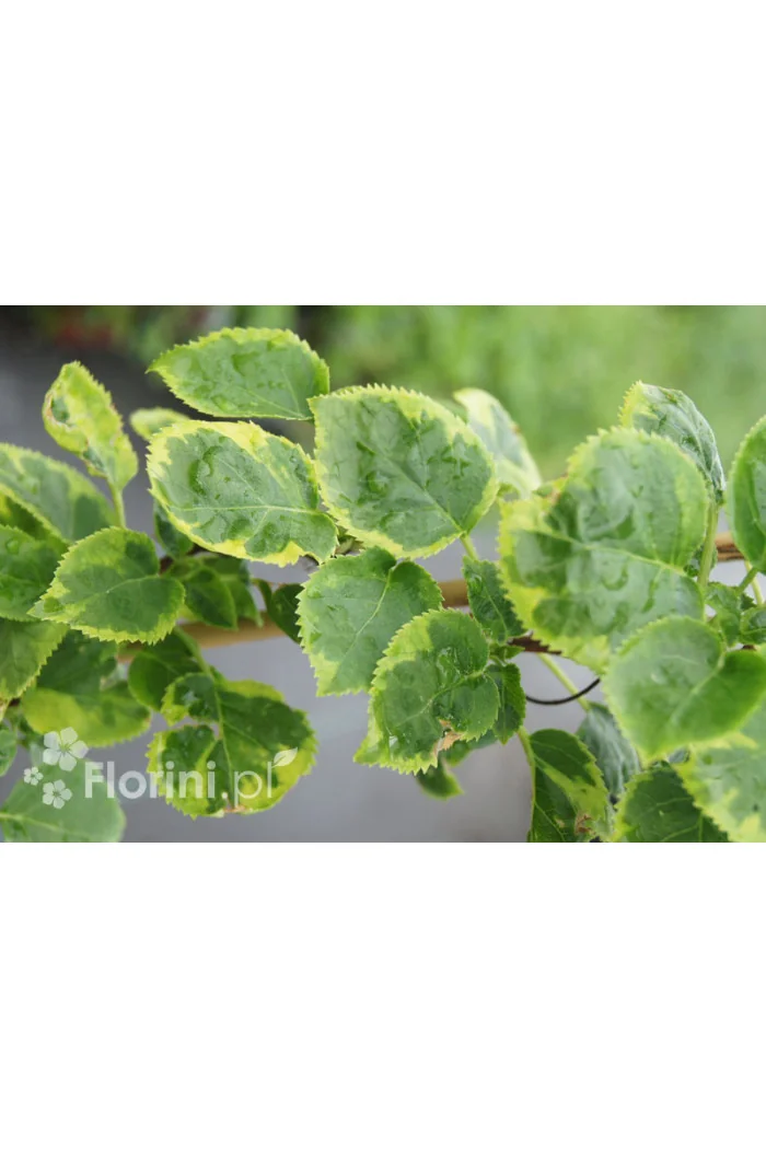 Hortensja pnąca 'Miranda' | Hydrangea petiolaris