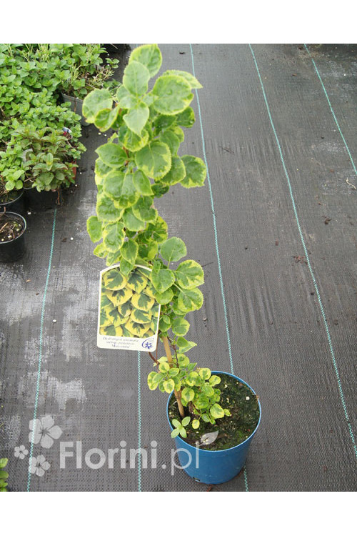 Hortensja pnąca 'Miranda' | Hydrangea petiolaris