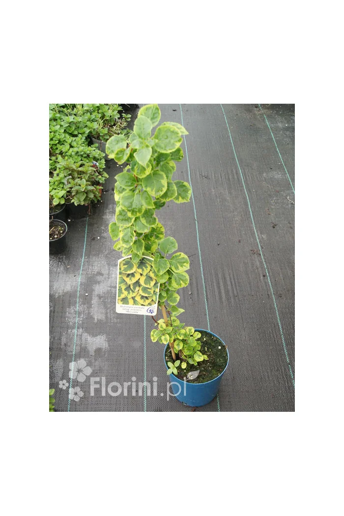 Hortensja pnąca 'Miranda' | Hydrangea petiolaris