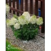 Hortensja bukietowa 'Mont Blanc'| Hydrangea paniculata