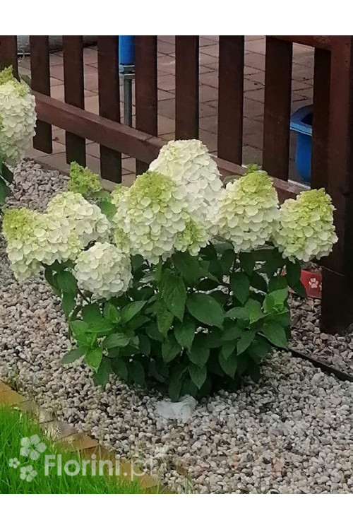 Hortensja bukietowa 'Mont Blanc'| Hydrangea paniculata