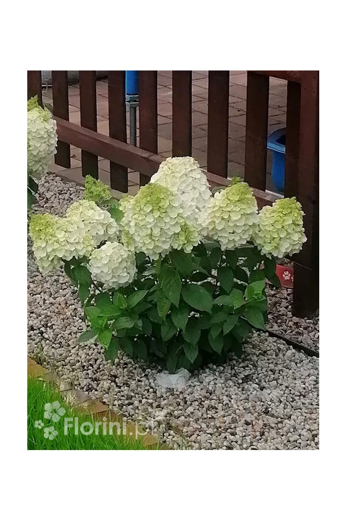 Hortensja bukietowa 'Mont Blanc'| Hydrangea paniculata
